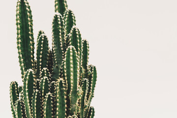 Fairy Cactus Castle and a white background