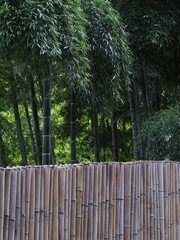 竹柵と竹林