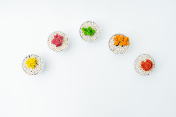colourful cacti aligned in a row and a white background