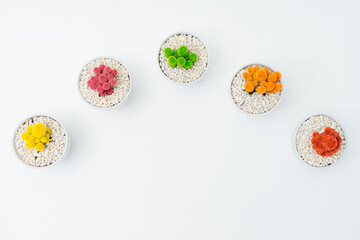 colourful cacti aligned in a row and a white background