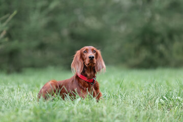 Young irish red setter dog at nature on green grass. Outdoor portrait of pet.