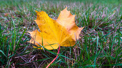 yellow leaf on the grass