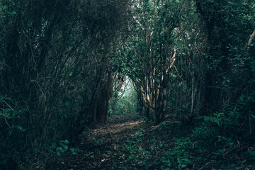 natural forest with path
