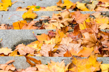 autumn leaves background