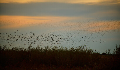  Star Sturnus vulgaris