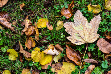 autumn leaves on the grass