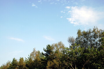sky and trees