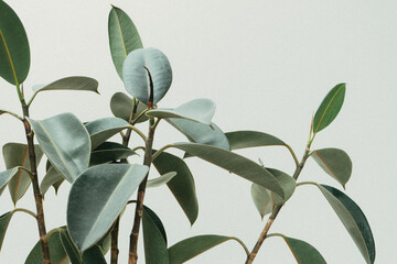 Rubber tree plant