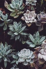 Succulents of colour on a wall