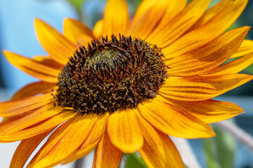 Golden Yellow and Orange Sunflower Bloom Close-up