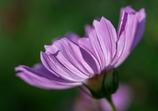 Close-up Side View of Pale Pink Cosmos Flower in the Morning Sun