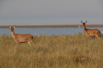 Red Deer (Cervus elaphus)  Germany