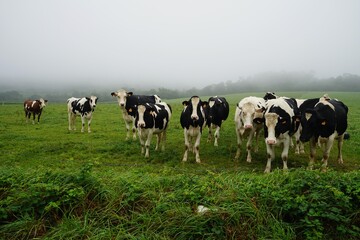 La vache dans le pr&eacute;