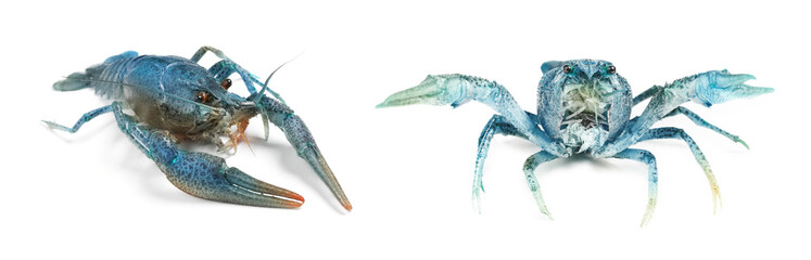 Two blue crayfishes isolated on white. Banner design