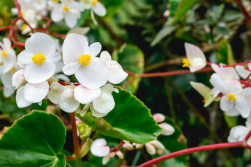 flor blanca con hojas verdes y tallo rojo  begonia obliqua 
