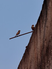 portrait image of two small house sparrows, perched on a metal rod on top of a rustic wall, under a blue sky.