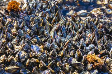 Half Moon Bay Golf Course