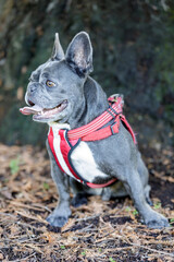 Attentive Blue Male French Bulldog. Off-leash dog park in Northern California.