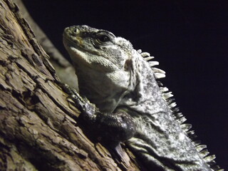 A Black Iguana