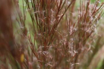 Vegetación silvestre, flora y pasto largo de color rojo.