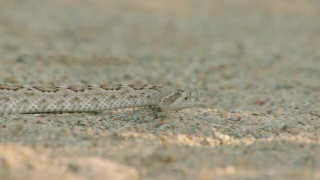 Sidewinder slithering on ground, New Mexico, USA