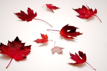 Display of scattered Red Fall Maple Leaves on laying spread out on a White Background
