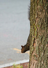 View of a black squirrel coming down a tree trunk