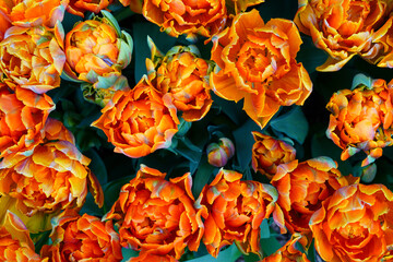 Colorful double orange tulip flowers in the spring garden