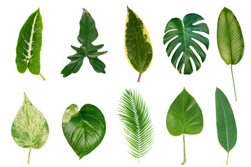 Set of tropical leaves isolated on white background.