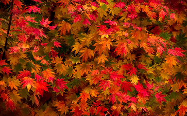 autumn leaves background
