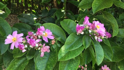 flores p&uacute;rpuras na folhagem