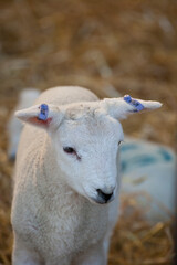 New born Lleyn lamb at lambing time