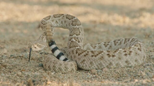 Sidewinder shaking its rattle, New Mexico, USA