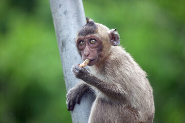 可愛いサル