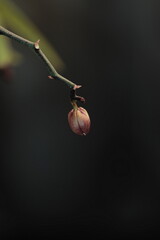 image in portrait format of an orchid branch with a single bud still closed, on a dark blurred background.
