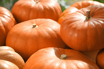 Many ripe orange pumpkins as background, closeup