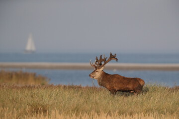Red Deer (Cervus elaphus)  Germany