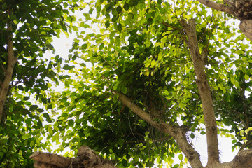Fototapeta premium Ramas y hojas verdes