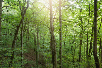 Fototapeta premium Trees in the mountain forest at evening time.
