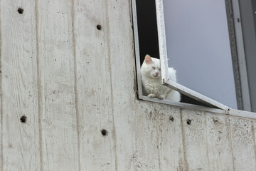 Gato abriendo una ventana
