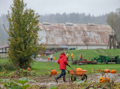 Kid Pulling A Wagon At Pumpkin Patch. 