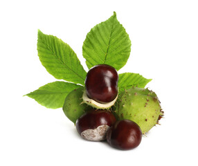 Horse chestnuts and tree leaf on white background