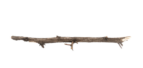 Old dry tree branch isolated on white
