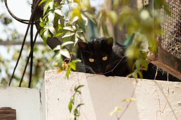Gato negro asechando una presa