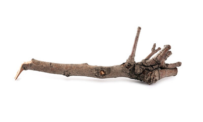 Obraz premium Old dry tree branch isolated on white
