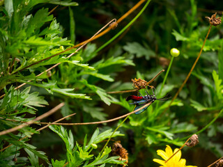 Dinia Eagrus, the Scarlet-Tipped Wasp Mimic Moth on a Yellow Flower in a Garden