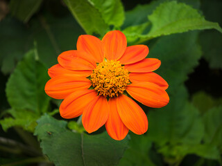 Flower with Orange Petals Similar to a Daisy in a Garden in Medellin, Colombia