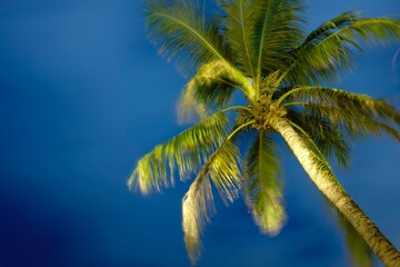 coconut tree