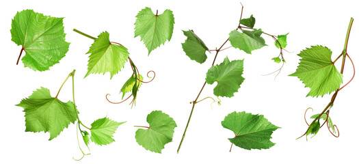 Fototapeta na wymiar Set of grapevines with green leaves on white background. Banner design
