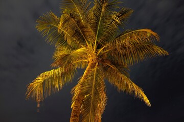 palm tree dream